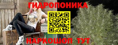 шишки Будённовск